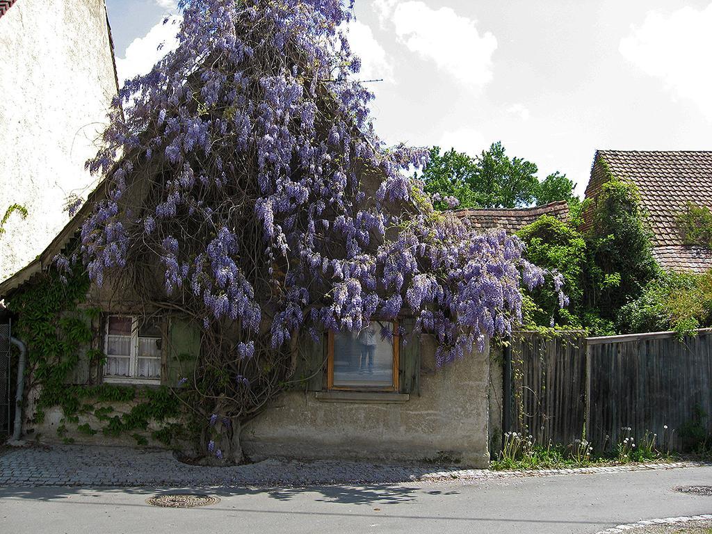 Die Sprachpension - The Language Guesthouse Vogtsburg im Kaiserstuhl Zewnętrze zdjęcie