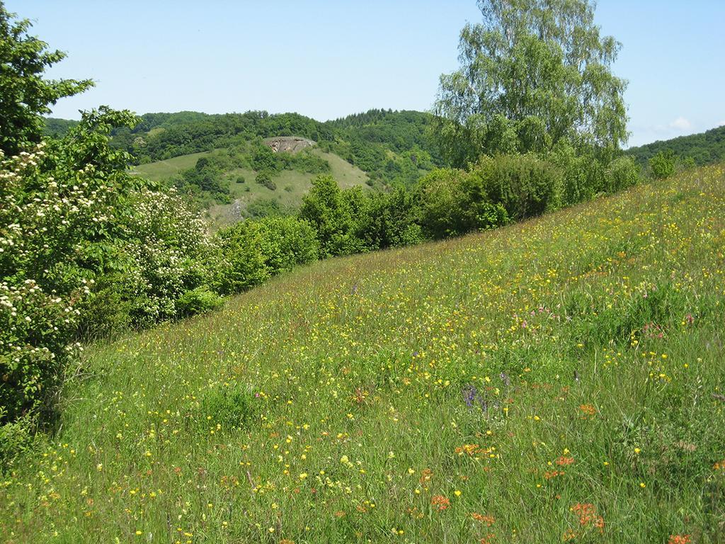 Die Sprachpension - The Language Guesthouse Vogtsburg im Kaiserstuhl Zewnętrze zdjęcie